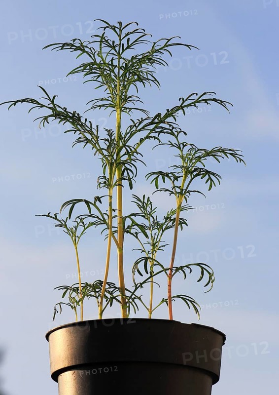 Ornamental basket 'Sensation Mix' (Cosmos bipinnatus), nine weeks after sowing, in the blue sky, North Rhine-Westphalia, Germany