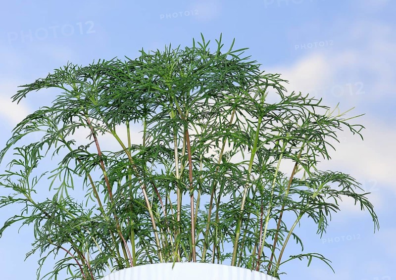 Ornamental basket 'Sensation Mix' (Cosmos bipinnatus), nine weeks after sowing, in the blue sky, North Rhine-Westphalia, Germany