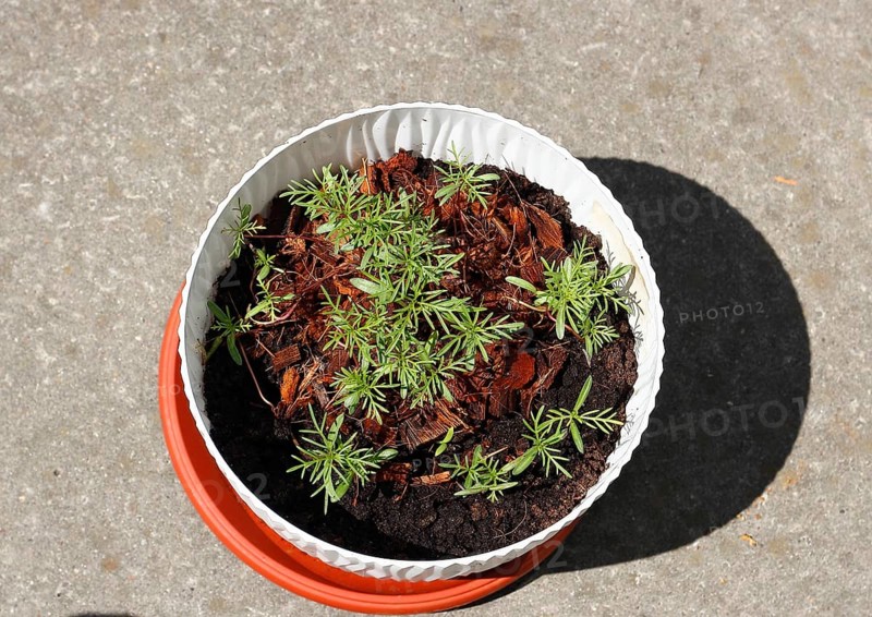 Ornamental basket 'Sensation Mix' (Cosmos bipinnatus), seven weeks after sowing, top view, North Rhine-Westphalia, Germany