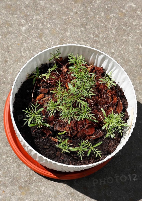 Ornamental basket 'Sensation Mix' (Cosmos bipinnatus), seven weeks after sowing, top view, North Rhine-Westphalia, Germany