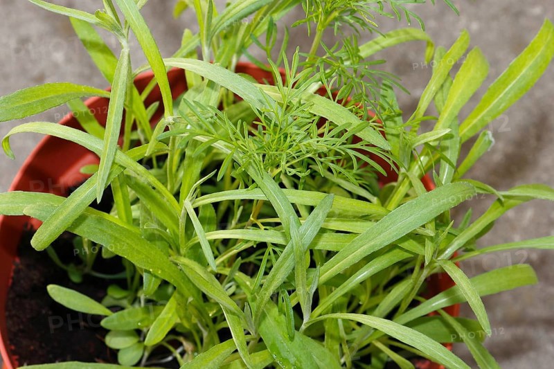 Ornamental basket 'Sensation Mix' (Cosmos bipinnatus), nine weeks after sowing together with cornflower (Centaurea cyanus), North Rhine-Westphalia, Germany