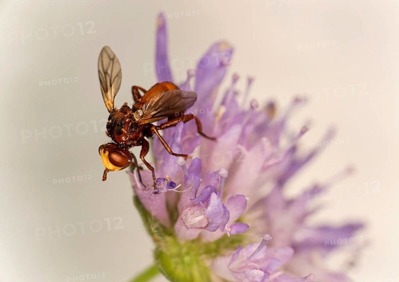Sicus ferrugineus (Sicus ferrugineus), Ovronnaz, Valais, Switzerland