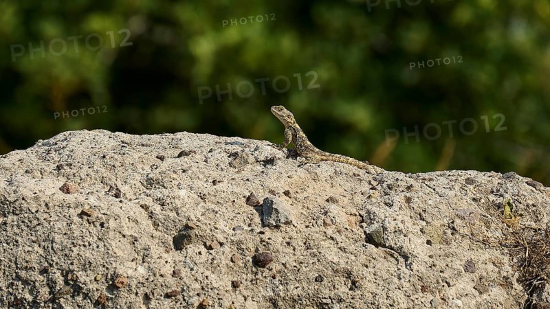 Lizard on a rock in front of a blurred green background, Ancient Agora, Kos Town, Kos, Dodecanese, Greek Islands, Greece