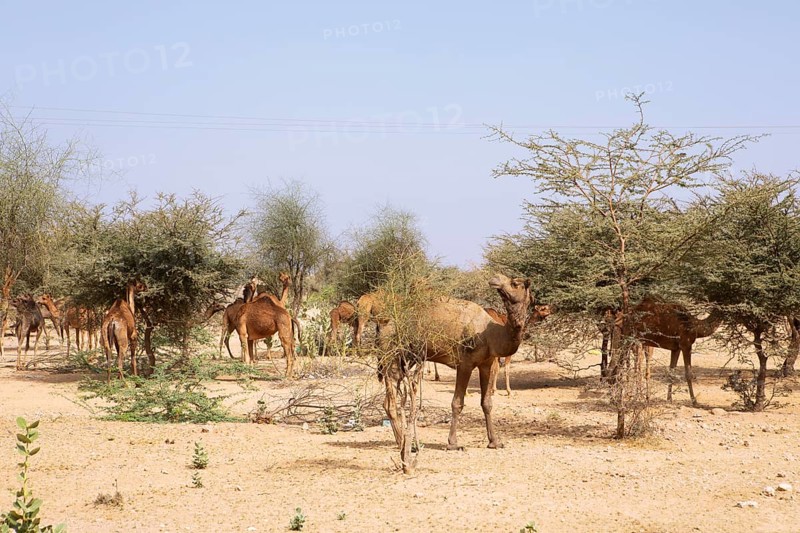 Dromedaries (Camelus dromedarius) feeding on trees in the Thar Desert or Great Indian Desert, near Jaisalmer, Rajasthan, India