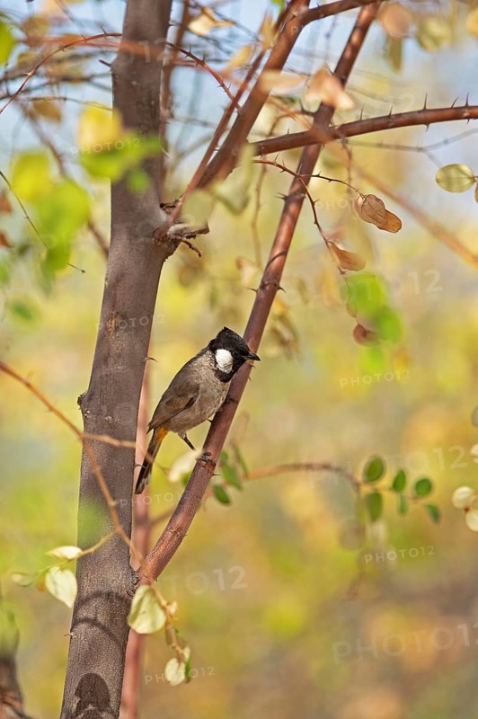 White-eared Bulbul (Pycnonotus leucotis) in the Thar Desert or Great Indian Desert, near Jaisalmer, Rajasthan, India