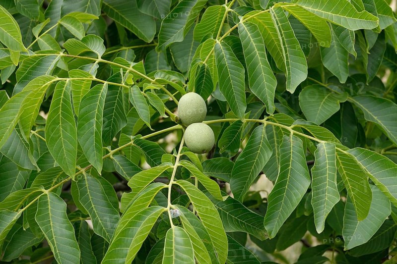 Walnut tree with walnuts, July, Germany