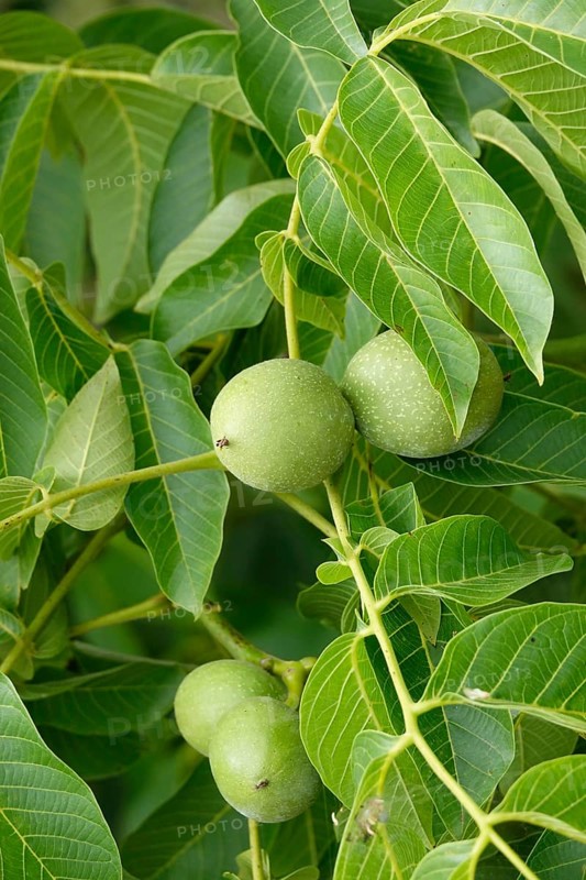 Walnut tree with walnuts, July, Germany