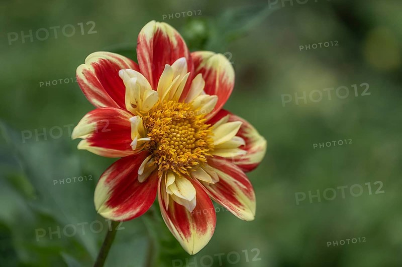 Dahlia blossom (Dahlia), Rhineland-Palatinate, Germany