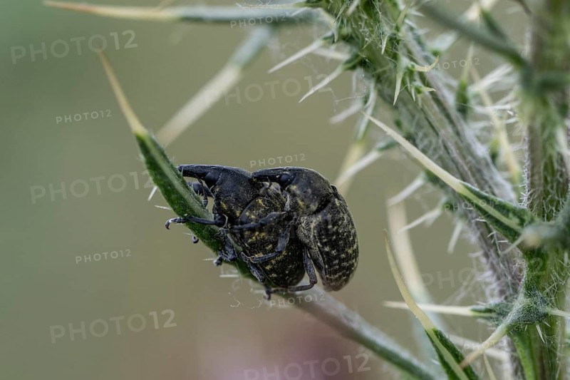 Grey plantain weevil (Mecinus pyraster), Rhineland-Palatinate, Germany