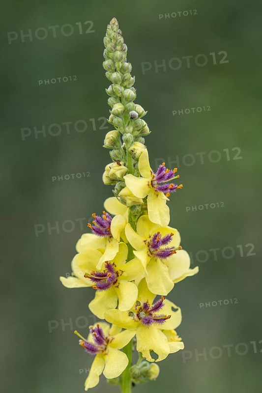 Dark mullein (Verbascum nigrum), Emsland, Lower Saxony, Germany