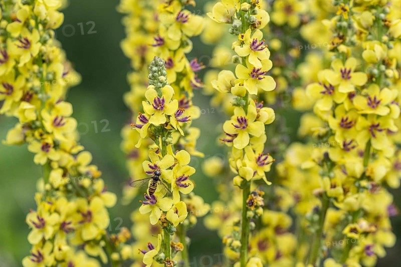Dark mullein (Verbascum nigrum), Emsland, Lower Saxony, Germany