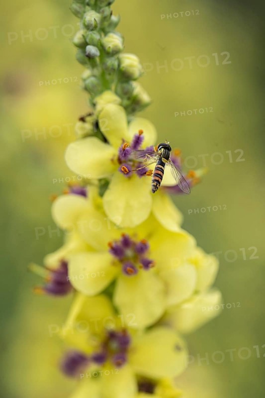 Dark mullein (Verbascum nigrum) with hoverfly (Sphaerophoria rueppelli), Emsland, Lower Saxony, Germany