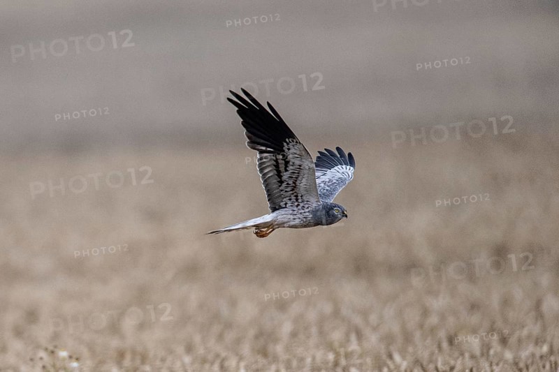 Montagu's harrier (Circus pygargus), Emsland, Lower Saxony, Germany