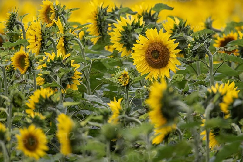 Sunflowers (Helianthus annuus), Emsland, Lower Saxony, Germany