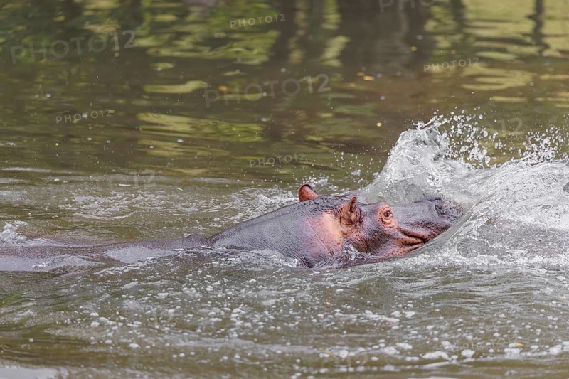 An adult male hippopotamus (Hippopotamus amphibius) shows aggression and defends its territory