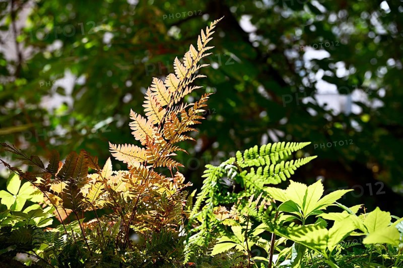 Red veil fern (Dryopteris erythrosora)