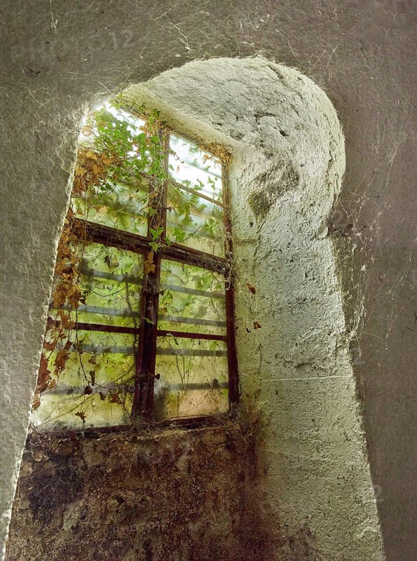 Basement window in abandoned cellar, covered with cobwebs and dried ivy