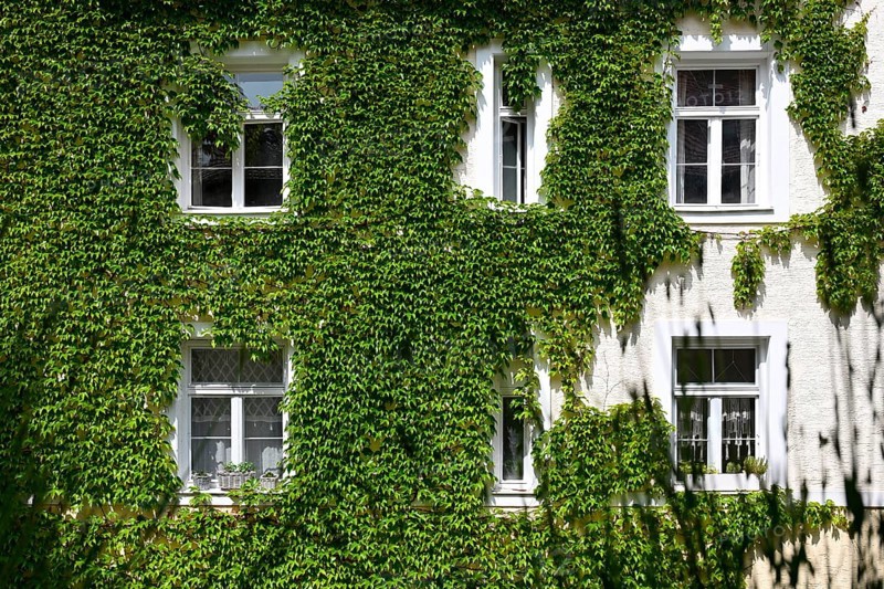 Wild Vine on house facade
