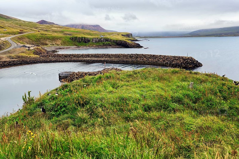 Meadow on bird cliff, coastline, Borgarfjarðarhöfn near Bakkagerði, Bakkagerdi, Borgarfjörður eystri, East Iceland, Iceland