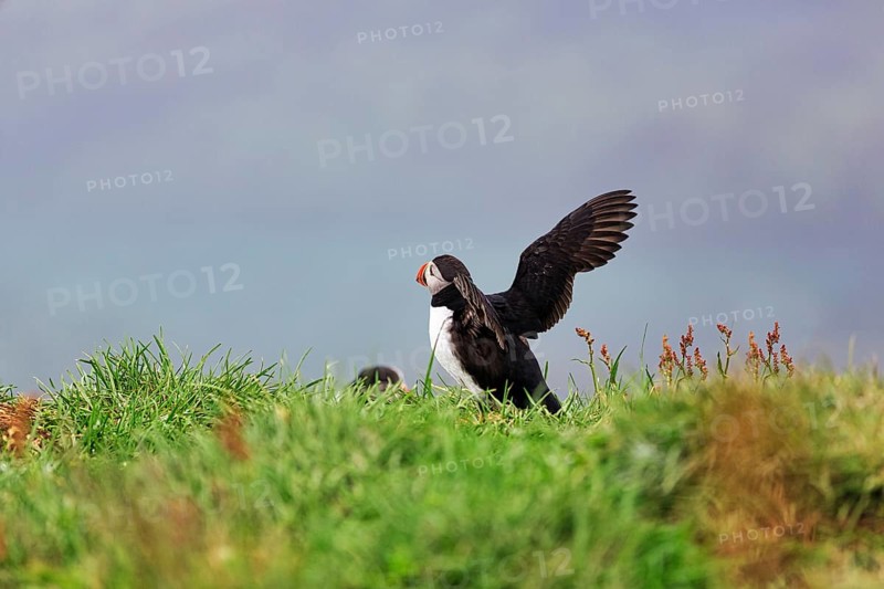 Puffin (Fratercula arctica) landing in a meadow, Borgarfjarðarhöfn near Bakkagerði, Bakkagerdi, Borgarfjörður eystri, East Iceland, Iceland