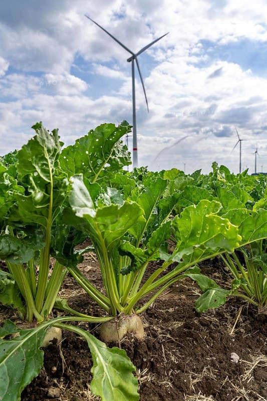 Sugar beet in a field, still growing, west of Kerken, on the Lower Rhine, wind farm, North Rhine-Westphalia, Germany