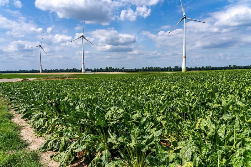 Sugar beet in a field, still growing, west of Kerken, on the Lower Rhine, wind farm, North Rhine-Westphalia, Germany