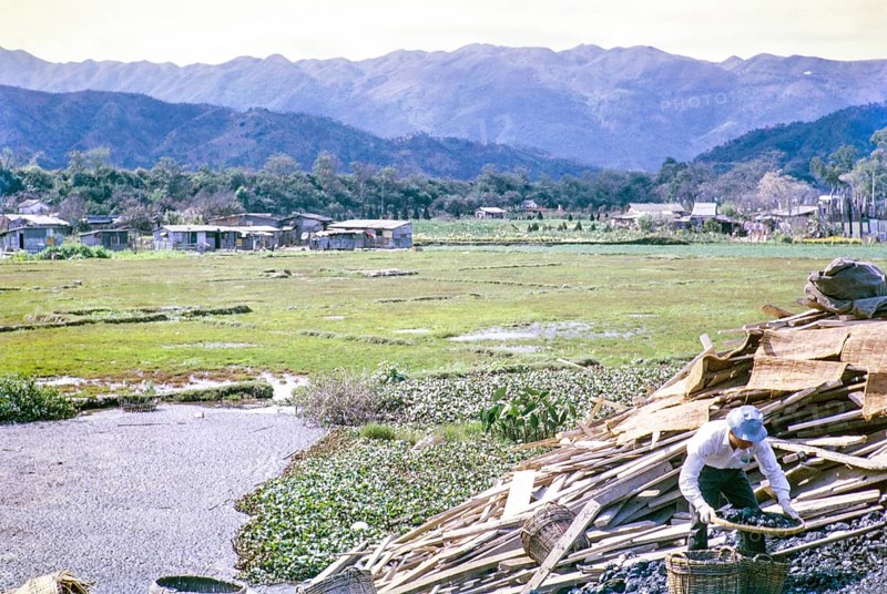 Coal sifting, pig weed, rice paddy fields, Tai Po, New Territories, Hong Kong, Asia, 1964