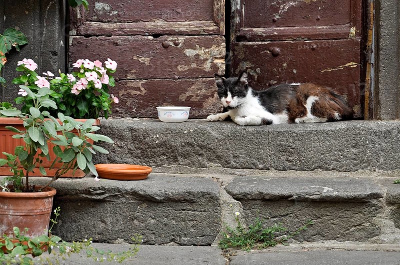 Domestic cat dozing on steps at house entrance, alley in historic centre, Bracciano, metropolitan city of Rome, Lazio, Italy