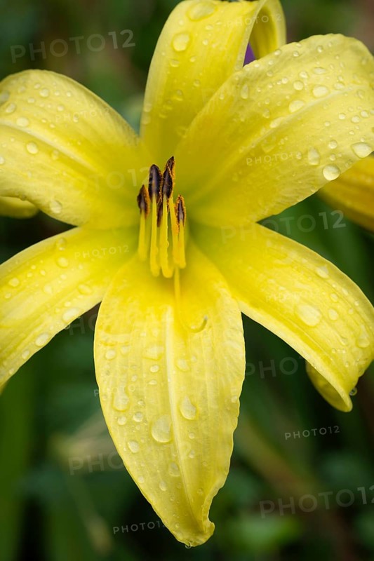 Blüte der Gelben Taglilie (Hemerocallis lilioasphodelus), Nahaufnahme, Makro, Baden-Württemberg, Deutschland