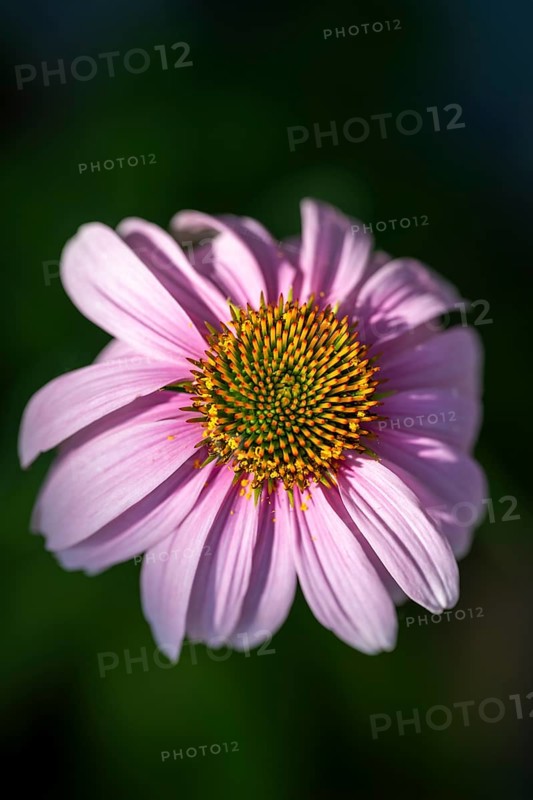 Purpur-Sonnenhut (Echinacea purpurea), Nahaufnahme, Makro, Baden-Württemberg, Deutschland