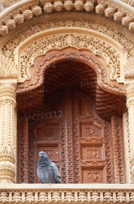 Domestic pigeon (Columba livia domestica) on the balcony of a haveli or merchant's house in the old town of Jaisalmer, Rajasthan, India