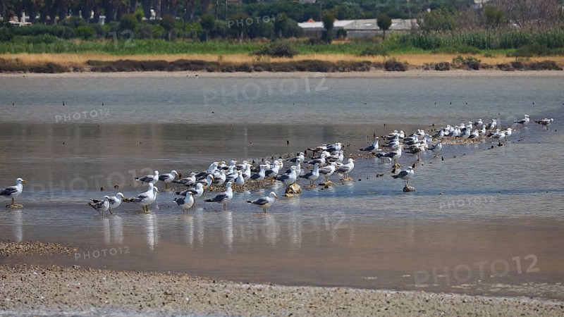 Large group of birds on the shore of a shallow body of water in a natural environment, salt lake, Tigaki, nature reserve, hydro-biotop, Kos, Dodecanese, Greek Islands, Greece