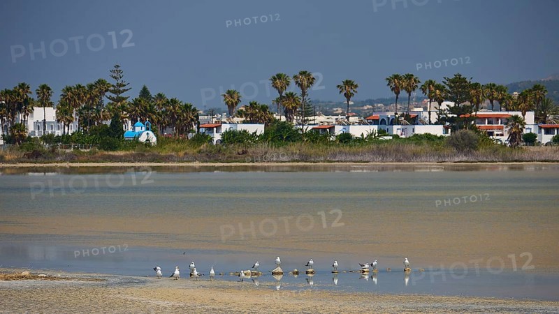 Beach scene with seagulls and palm trees against a backdrop of holiday homes, salt lake, Tigaki, nature reserve, hydro biotope, Kos, Dodecanese, Greek Islands, Greece