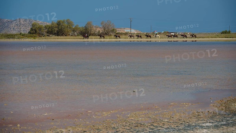 A group of horses on the shore of a lake with deep blue water, salt lake, Tigaki, nature reserve, hydro biotope, Kos, Dodecanese, Greek Islands, Greece