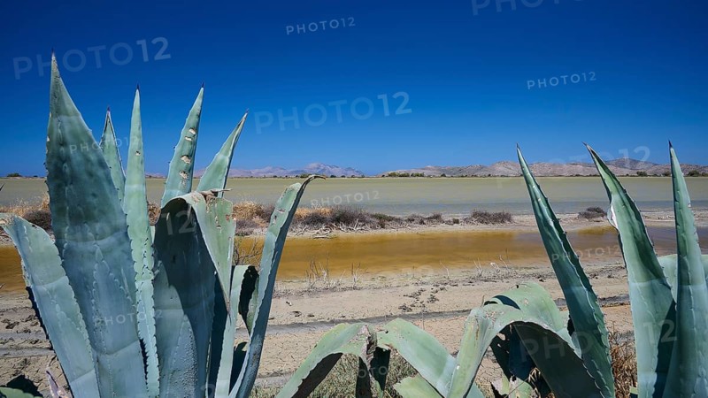 Agave plants on the shore of a lake in a desert-like landscape with mountains in the background, salt lake, Tigaki, nature reserve, hydro biotope, Kos, Dodecanese, Greek Islands, Greece