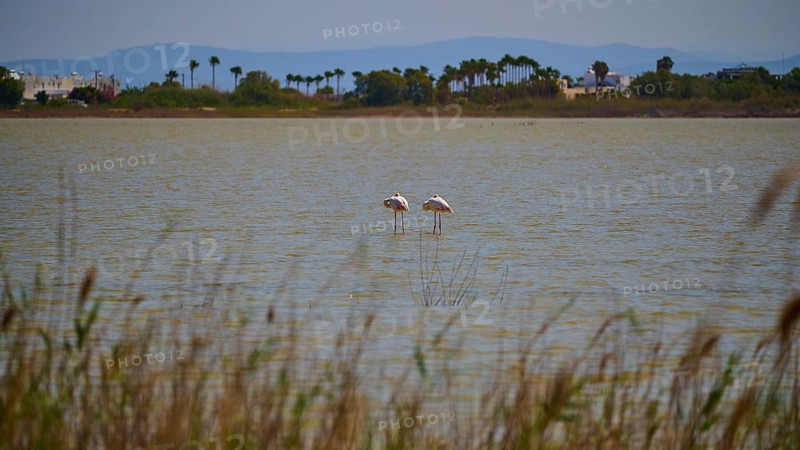 Two flamingos standing in the water in front of a coastal landscape with mountains in the background, salt lake, Tigaki, nature reserve, hydro biotope, Kos, Dodecanese, Greek Islands, Greece
