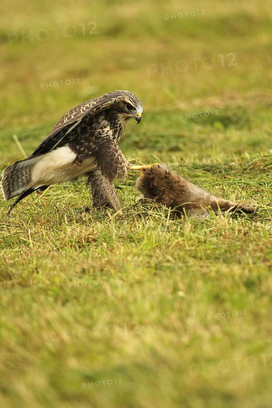 Buzzard (Buteo buteo) tugging at a dead young fox (Vulpes vulpes) on a freshly mown meadow, Allgäu, Bavaria, Germany, Allgäu, Bavaria, Germany