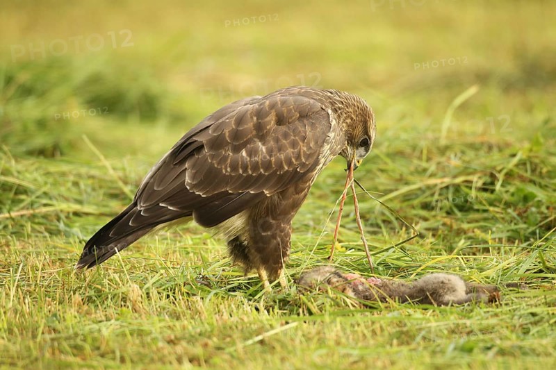 Common buzzard (Buteo buteo) on a dead young fox (Vulpes vulpes) in a freshly mown meadow, Allgäu, Bavaria, Germany, Allgäu, Bavaria, Germany