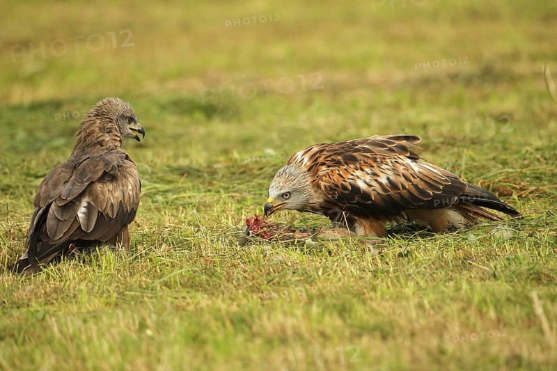 Red kite (Milvus milvus) adult bird at dead young fox (Vulpes vulpes) on freshly mown meadow, fledgling begs parent for food with open beak, Allgäu, Bavaria, Germany, Allgäu, Bavaria, Germany