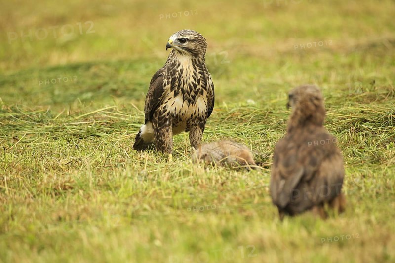 Common buzzard (Buteo buteo) on dead young fox (Vulpes vulpes) on freshly mown meadow, fledged red kite (Milvus milvus) young bird observing it, Allgäu, Bavaria, Germany, Allgäu, Bavaria, Germany