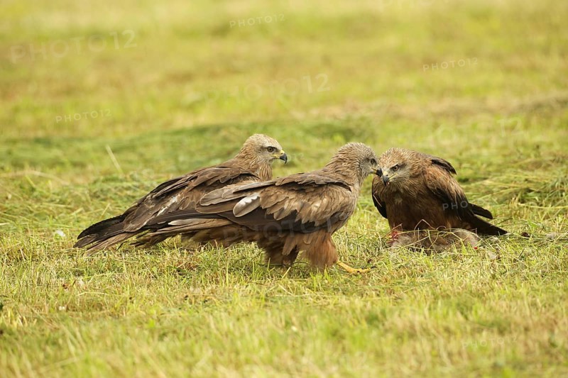 Red kite (Milvus milvus) fledglings on dead young fox (Vulpes vulpes) on freshly mown meadow, Allgäu, Bavaria, Germany, Allgäu, Bavaria, Germany