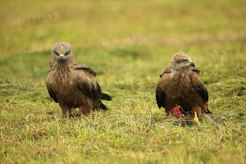 Red kite (Milvus milvus) fledgling on a dead young fox (Vulpes vulpes) on a freshly mown meadow, siblings lurking, Allgäu, Bavaria, Germany, Allgäu, Bavaria, Germany
