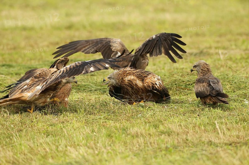 Red kite (Milvus milvus) adult bird defends dead young fox (Vulpes vulpes) on freshly mown meadow against conspecifics and fledged young birds, Allgäu, Bavaria, Germany, Allgäu, Bavaria, Germany