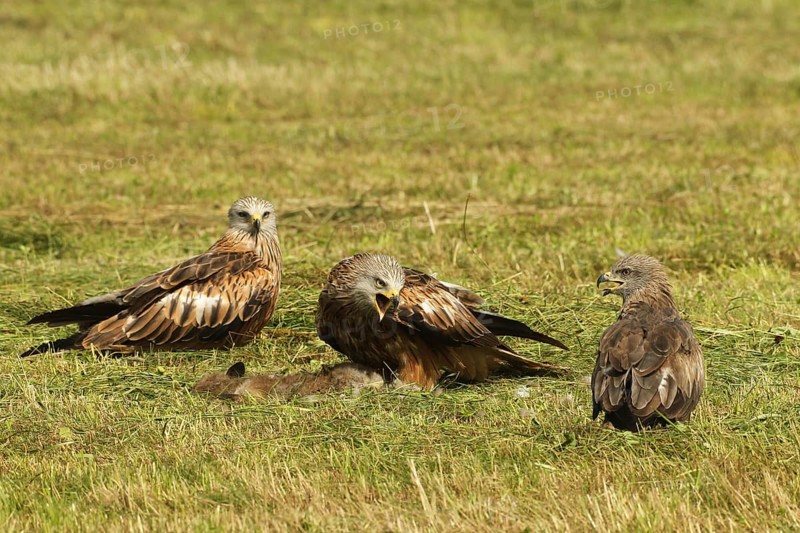 Red kite (Milvus milvus) adult birds on dead young fox (Vulpes vulpes) on freshly mown meadow, fledgling begs parent for food with open beak, Allgäu, Bavaria, Germany, Allgäu, Bavaria, Germany