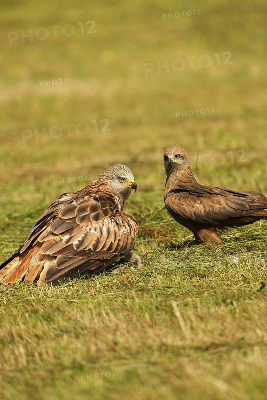 Red kite (Milvus milvus) adult bird mantling over dead young fox (Vulpes vulpes) on freshly mown meadow, fledged young bird waiting in the background, Allgäu, Bavaria, Germany, Allgäu, Bavaria, Germany
