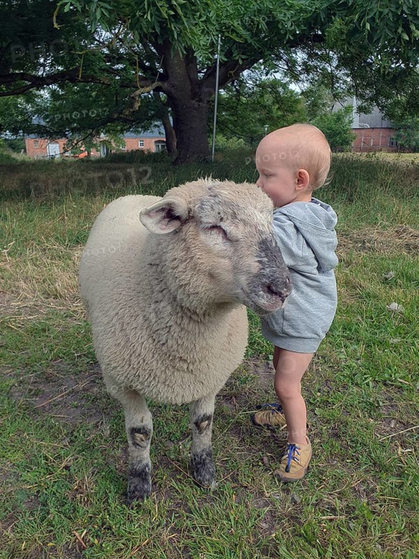 Little boy two years old, petting a sheep on a farm, Mecklenburg-Vorpommern, Germany