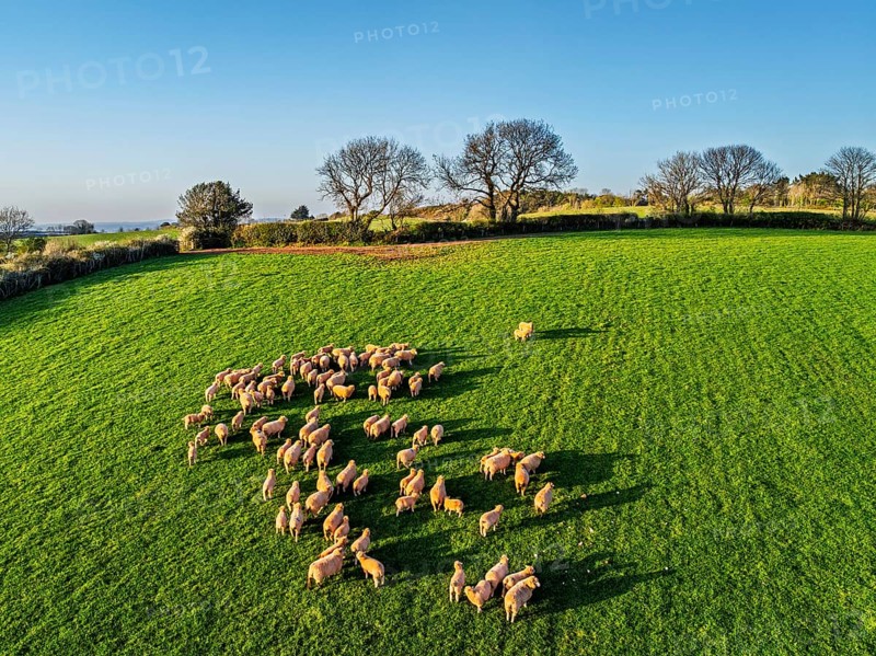 Flock of Sheep on Farms from a drone, Torquay, Devon, England, United Kingdom