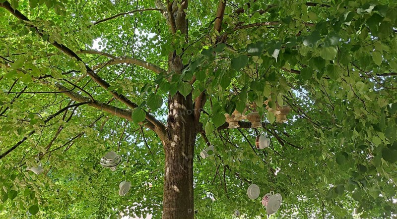 A large tree with green leaves, under whose branches several plates and cups hang as decoration, Havelland, Brandenburg