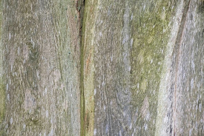 Wooden boards, boards with verdigris, texture, background, Münsterland, North Rhine-Westphalia, Germany