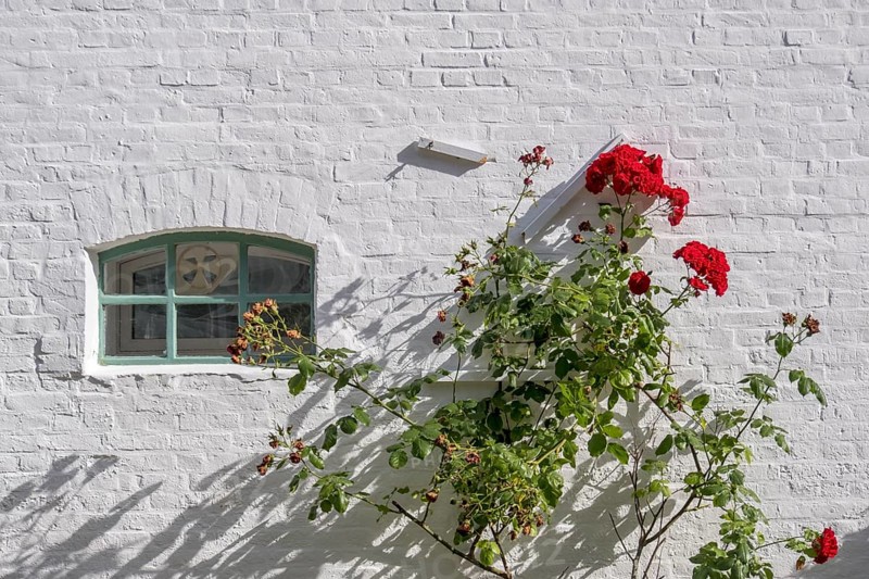 A white brick wall with a small window and red roses climbing up the wall, North Sea island of Föhr, North Frisia, Schleswig-Holstein, Germany